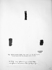 Diaporthe niessliana image